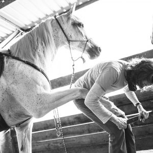 Horse And Hoof Care - Southern Cross Horse Treks NSW Australia 