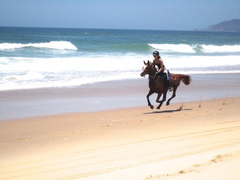 Aliya - Horse Riding Beaches NSW - Port Macquarie Region Horse Treks Australia