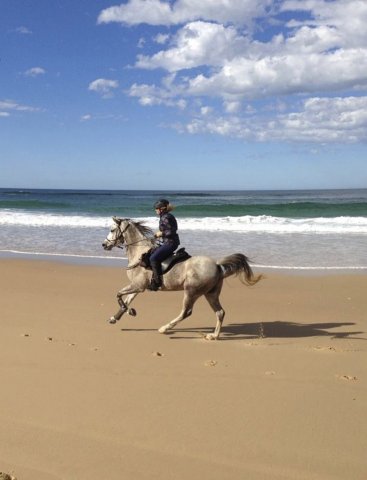 Arabian Horse Jimmy Canters On Australian NSW Beach - Southern Cross Horse Treks Australia