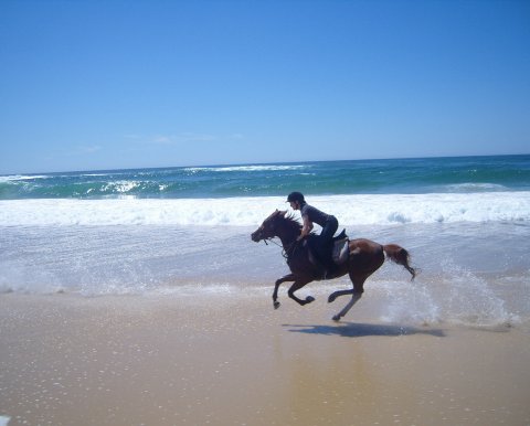 Aliya - Beach Horse Riding Holiday Port Macquarie NSW - Southern Cross Horse Treks Australia