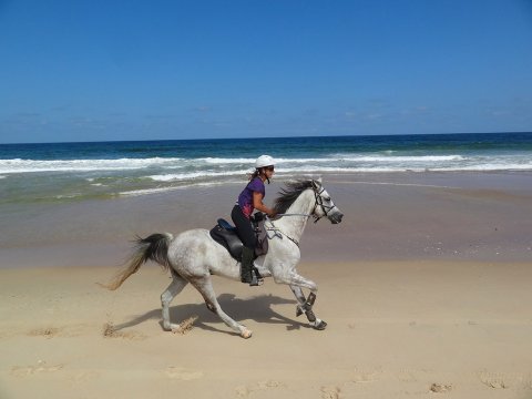 Beach Horse Riding Port Macquarie Region NSW - Horse Treks Australia