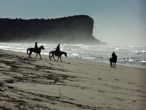 Horse Riding NSW Australian Beaches - Southern Cross Horse Treks Australia