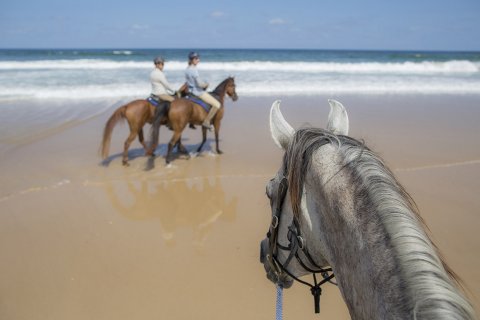 Beach Horse Riding NSW North Coast - Southern Cross Horse Treks Australia