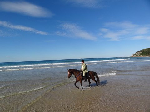 Kuta - Horse Riding Trek Beaches NSW - Horse Tours Australia