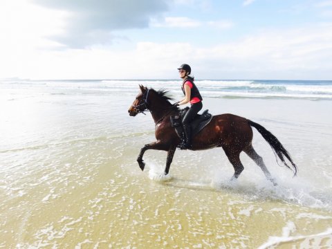 Andalusian Horse Australian Beach Holiday