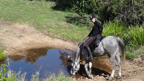 Jimmy Drinks At Creek, Kerewong Horse Riding Holiday Tours, Port Macquarie NSW Australia