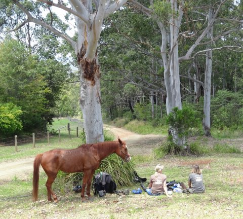 Horse Riders Resting Under Australian Gum Trees NSW Hinterland