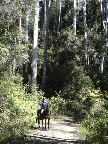 Horse Riding Adventure Tours NSW Forest Rides Horse Treks Australia