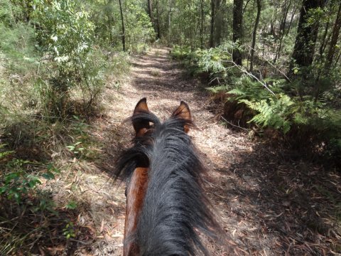 Riding Small Bush Trail In NSW Australia Horse Riding Holiday