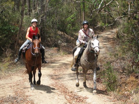 Comboyne Mountain Ride Horse Treks Australia NSW Adventure Tours