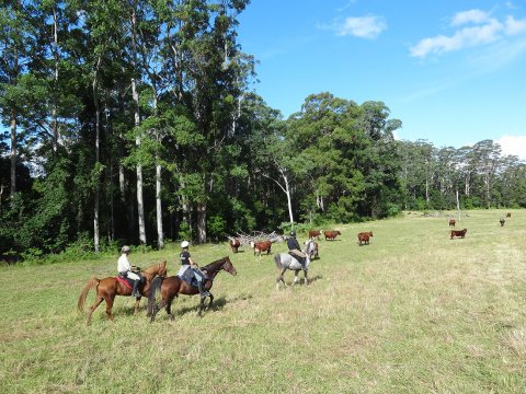 Horse Riding Trough Cattle Country, NSW Hinterland Australia
