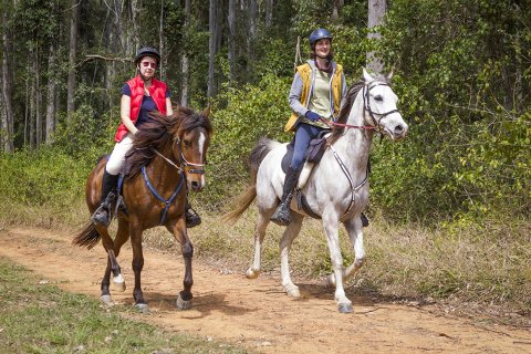 Trotting Through Australian State Forests Horseriding NSW