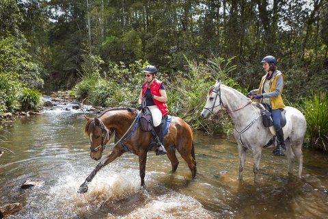 Horses Water Play Horseriding Tours NSW North Coast Australia