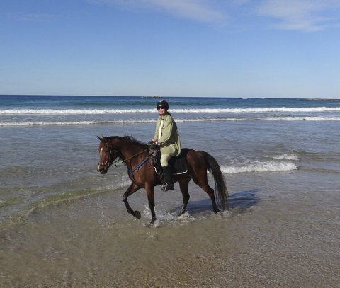 Kuta - Horse Riding Port Macquarie Beaches NSW - Horse Treks Australia