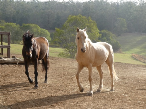 Australian Brumbies Trekking Holiday Horses 