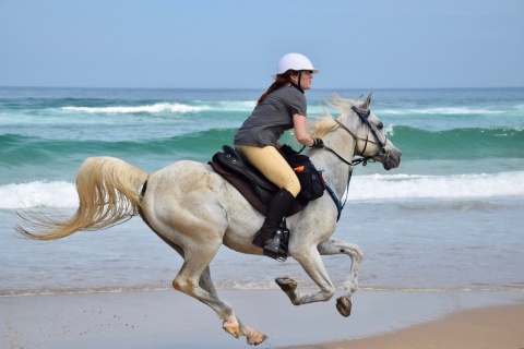Arabian Horse Beach Riding