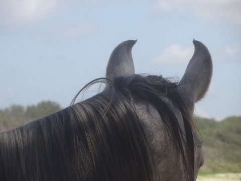Curly Ears On Arabian Trekking Horse NSW Australia