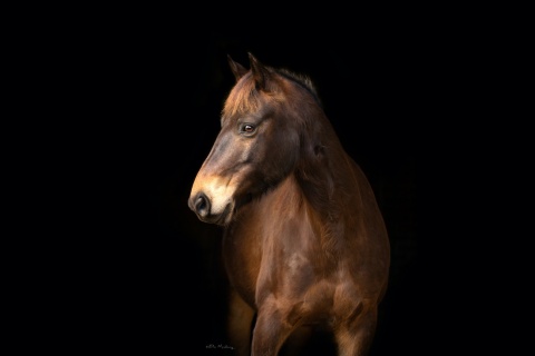 Guy Fawkes Heritage Horse (Captured Brumby) by Elsa Marchenay Photography