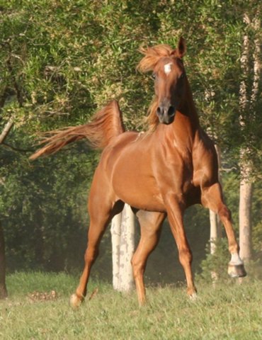 Kamal - Arabian Endurance Horse Riding Australia North of Sydney NSW 