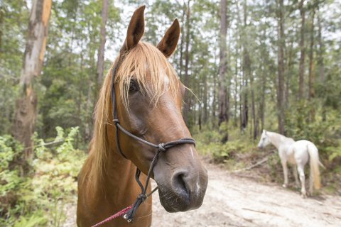 Kamal - Horse Riding Holidays East Coast NSW Australia