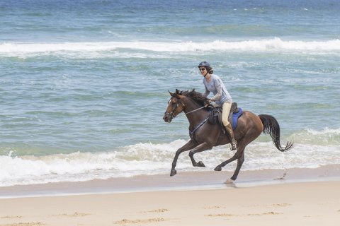 Kuta - Southern Cross Horse Treks Australia Endurance Horse Riding Port Macquarie NSW