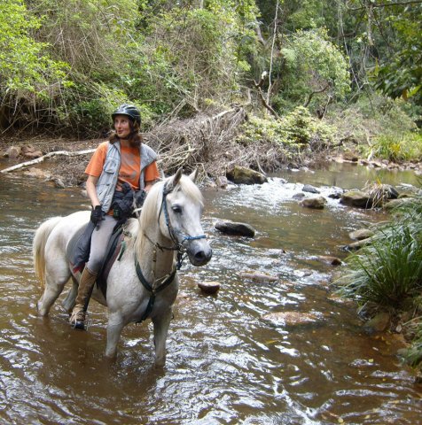 Manni - Arabian Trail Horse At Southern Cross Horse Treks Australia Adventure Holidays