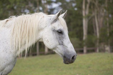 Manni - Trail Horse Riding Adventure Holidays NSW Australia