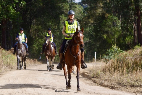 Endurance Ride Arabian Horse Australia. Photo Credit: Animal Focus