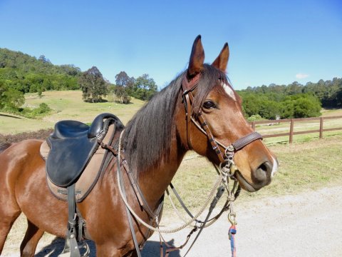 Australian Horse Riding Tours NSW Holidays