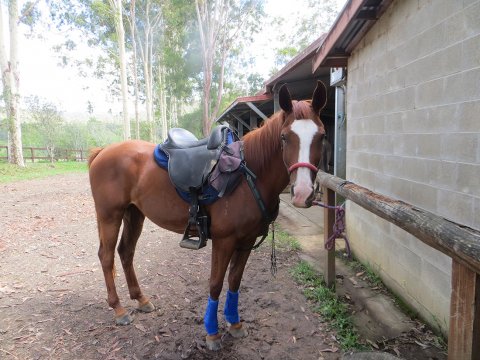 Aliya Saddled Ready For Horse Riding Holiday Australia