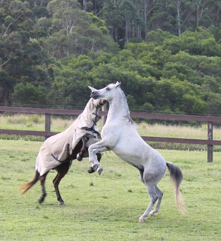 Endurance Trail Riding Horses Play In Large Paddocks Horse Farm NSW North Sydney