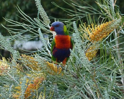 Australian Wildlife - Rainbow Lorikeet On Grevillia In Kerewong Garden, NSW Australia
