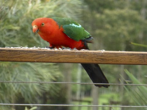 King Parrot Farm Holiday Birdlife NSW Australia