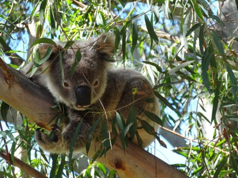 Australian Wildlife - Koalas In The Trees