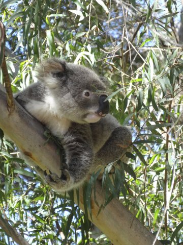 Australian Wildlife - Koala In Gum Tree