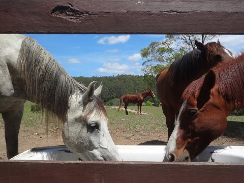 Horse Treks Australia Horseriding Holidays NSW Mid North Coast