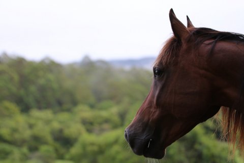 Kuta - Australian Arabian Trekking Horse in Kerewong Paddock NSW