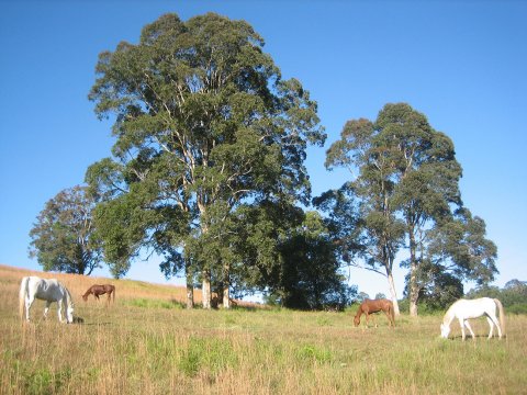 Kerewong Horse Riding Farm NSW Country Trail Riding Holidays Australia