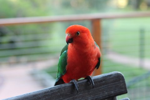 Australian Birdlife On NSW Horse Farm - King Parrot
