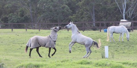 Horse Treks Australia - Kerewong Horses Play On Hinterland Farm NSW