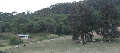 Farm Cabin Accommodation View Of Horse Paddocks NSW Australia