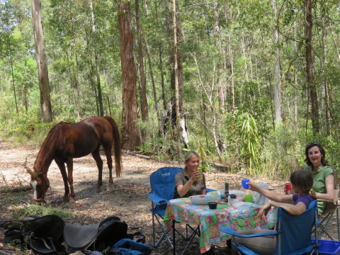 Australian Bush Horse Rider Picnic NSW - Southern Cross Horse Treks Holidays