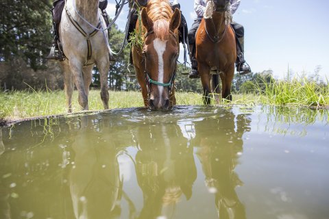 Horse Riding Water Stop At Comboyne, Port Macquarie Hinterland NSW Australia