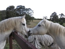 Arabian Horses NSW Australia. Dream on the right with Manni on left