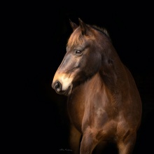 Australian Heritage Horse Trail Riding Horses. Photo Credit: Elsa Marchenay Photography