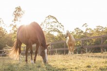 Copper and Ness - Enjoying Horse Retirement At Kerewong Horse Paddock Horse Riding Holidays NSW
