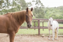 Arabian Horses in Australian Holiday Farm Paddock