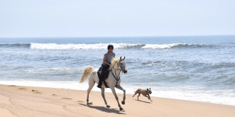 Dream Horse Beach Riding Holidays