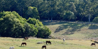 Australian Horse Farm Herd