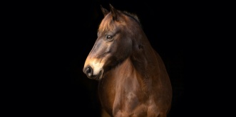 Guy Fawkes Heritage Horse (Captured Brumby) by Elsa Marchenay Photography